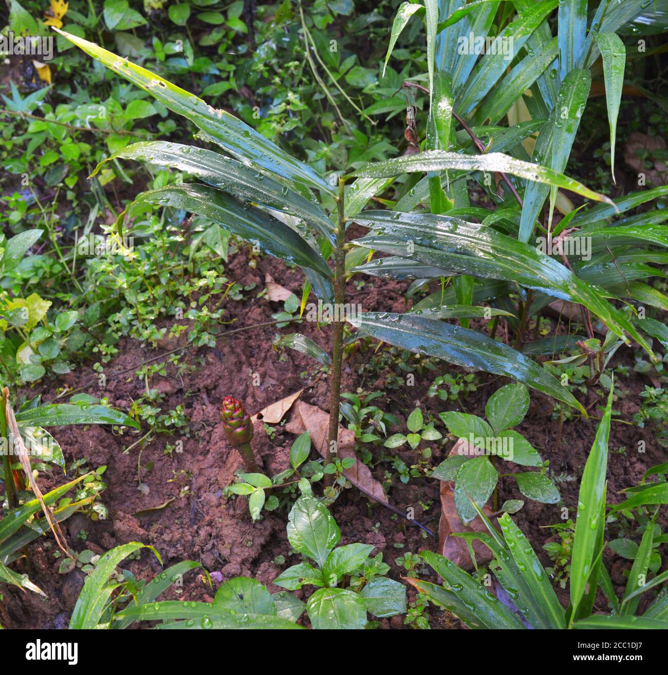 Ginger Plant Flowering High Resolution Stock Photography and Images Alamy