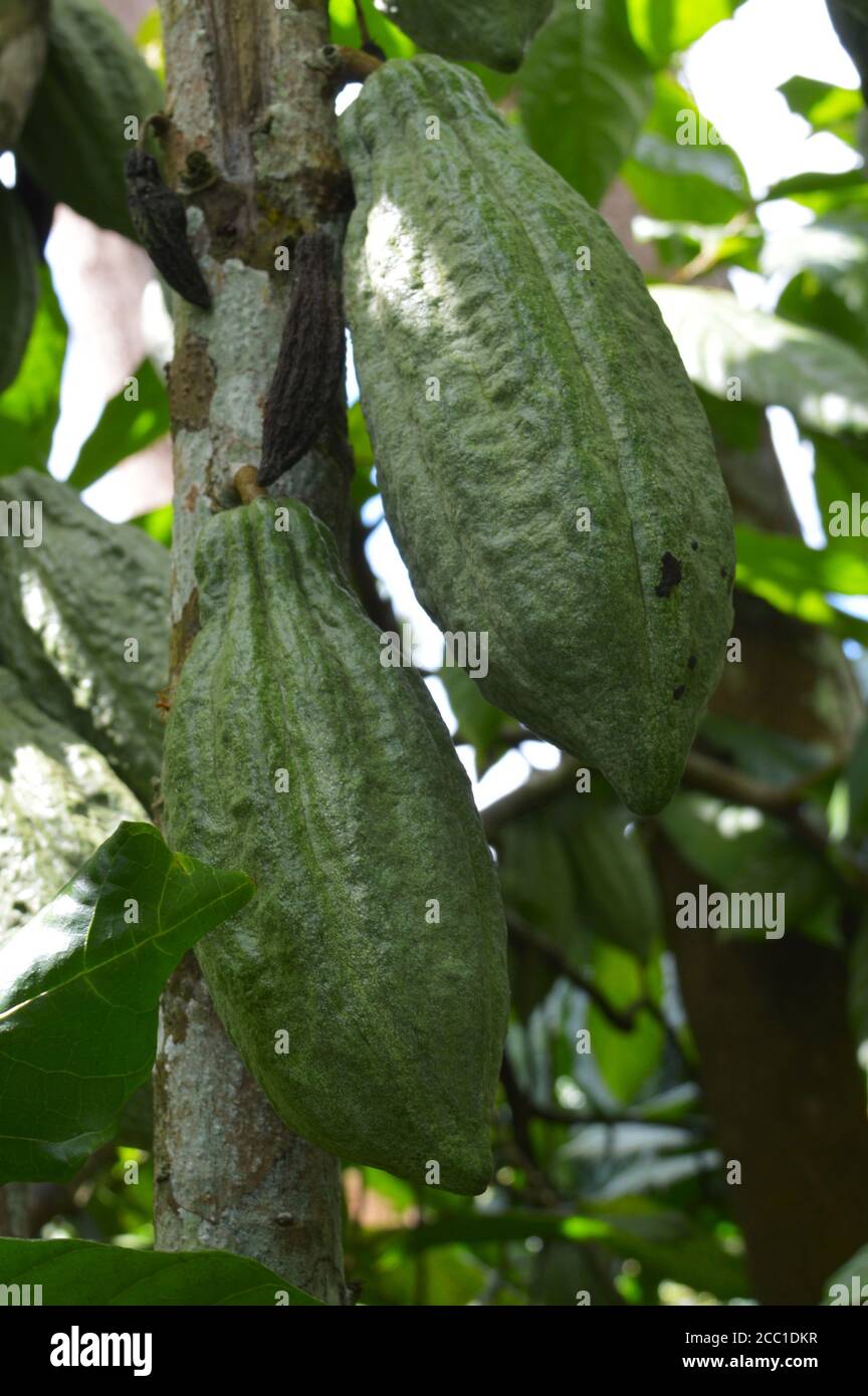 The cocoa bean or simply cocoa, which is also called the cacao bean or