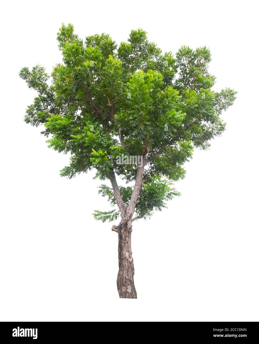 Beautiful green tree isolated on white background Stock Photo - Alamy