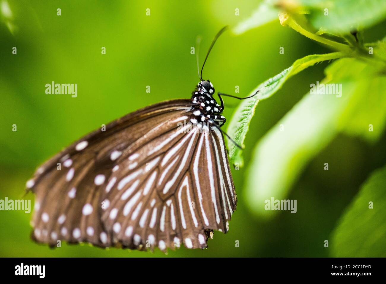 Striped blue crow butterfly female hi-res stock photography and images
