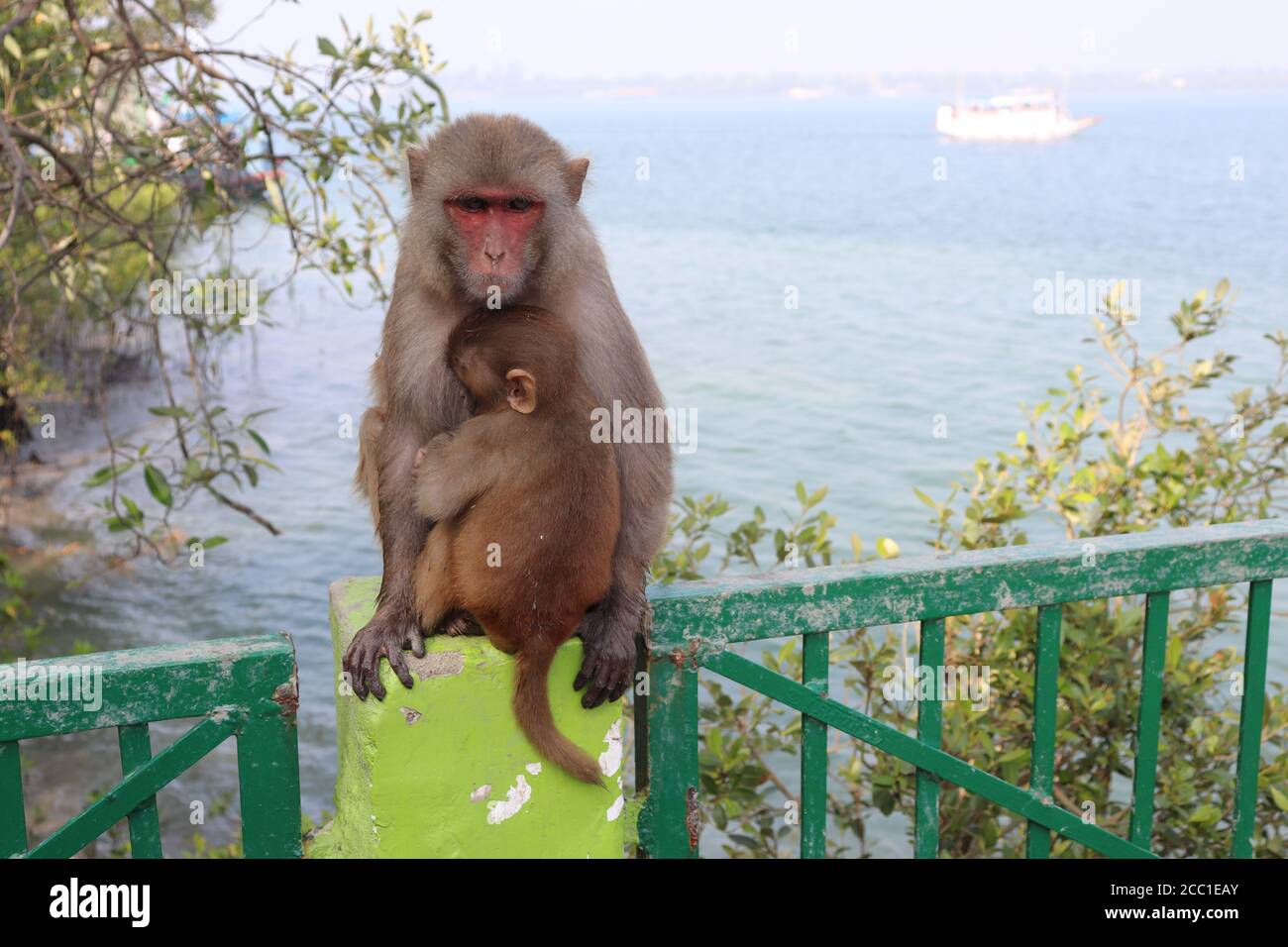 Beautiful Indian Rhesus Macaque Mother Monkey with her baby Stock Photo