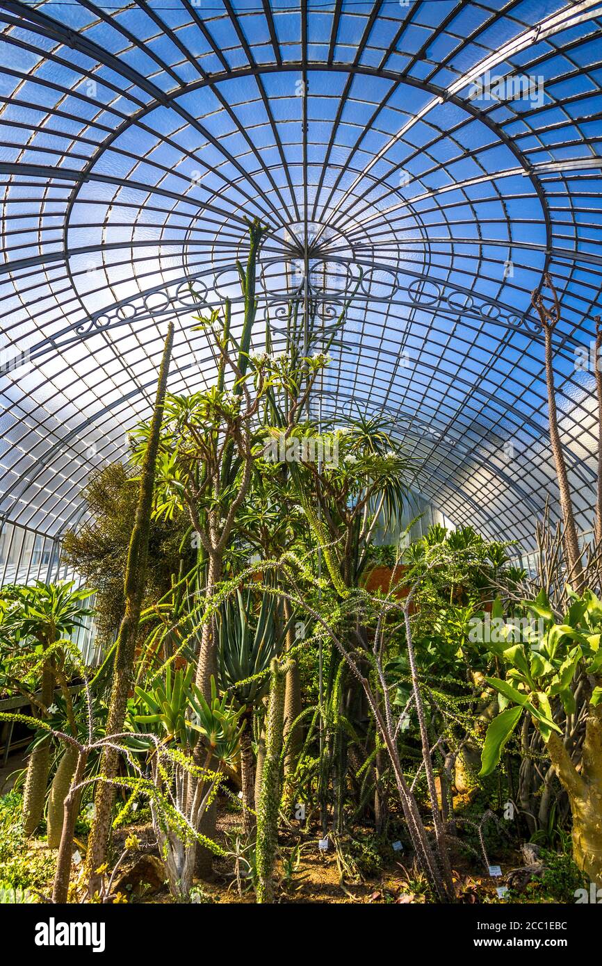 Interior of hothouse in the Jardin des Plantes - Nantes, Loire-Atlantique, France. Stock Photo