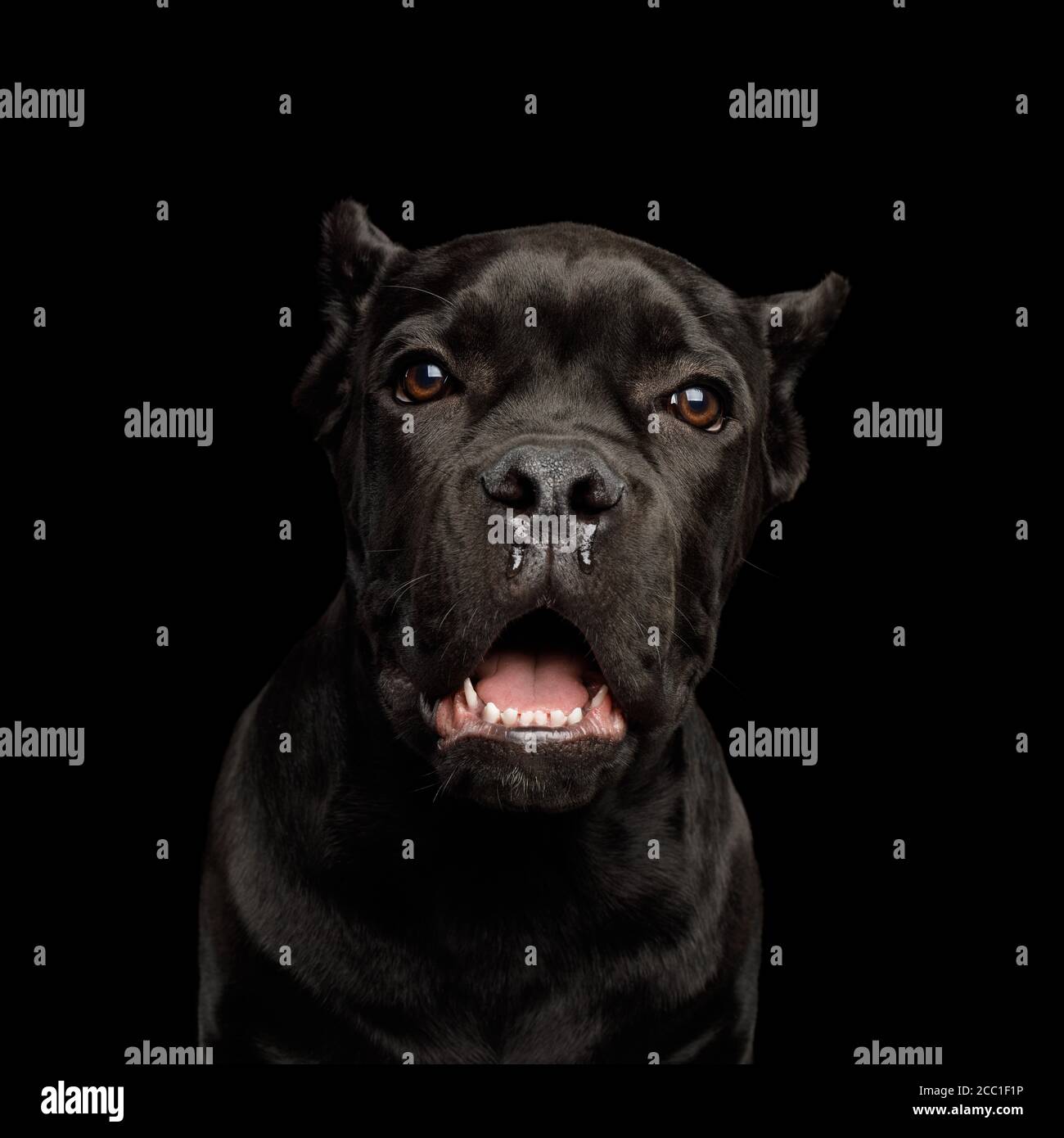 Portrait of Crying Cane Corso Puppy, Studio shot on Isolated black