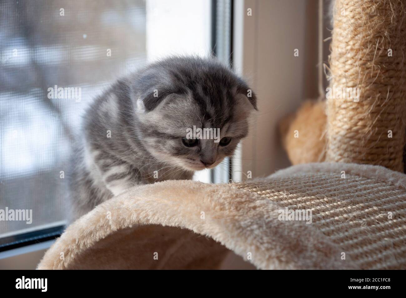 scared, uncertain kitten takes the first steps Stock Photo
