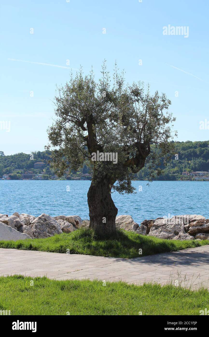 Olive tree at Lake Garda, Italy Stock Photo - Alamy