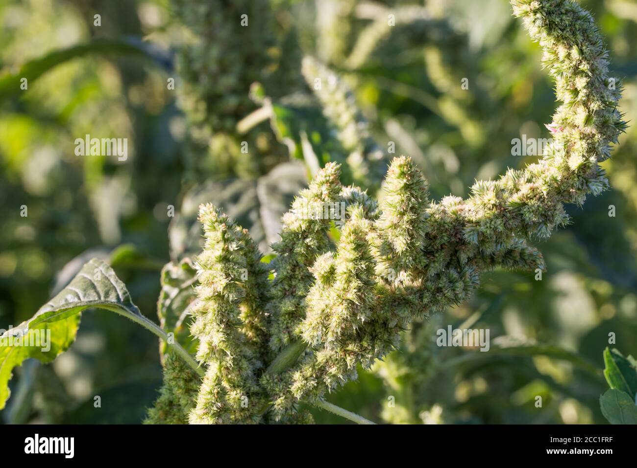 Amaranthus, red-root  pigweed amaranth, and common tumbleweed in meadow  flower closeup selective focus Stock Photo