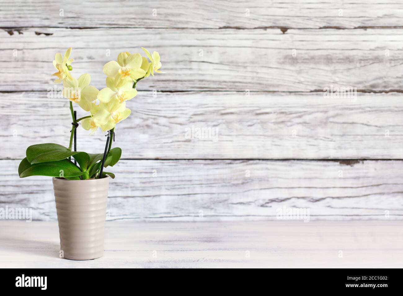 Beautiful mini yellow Phalaenopsis Orchid on a rustic table against a white wooden background with free space for text. Front view. Stock Photo