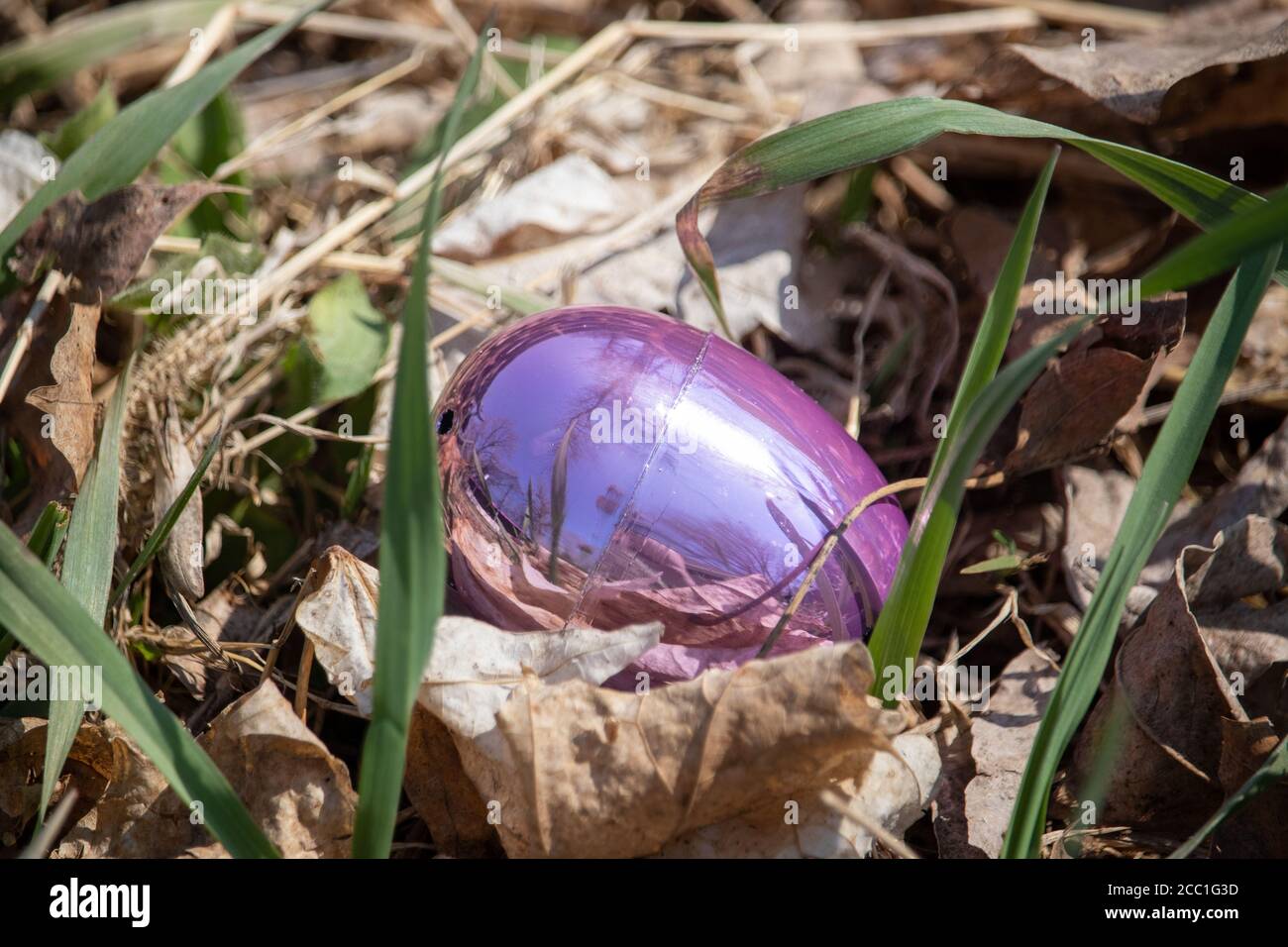 Bright pink Metallic Easter egg hidden in green grass and brown leaves . High quality photo Stock Photo