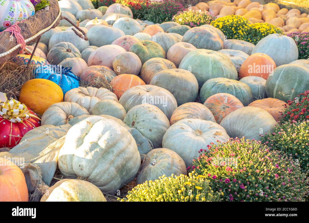 Pattern of orange pumpkins on green grass. Autumn Harvest Concept Stock ...