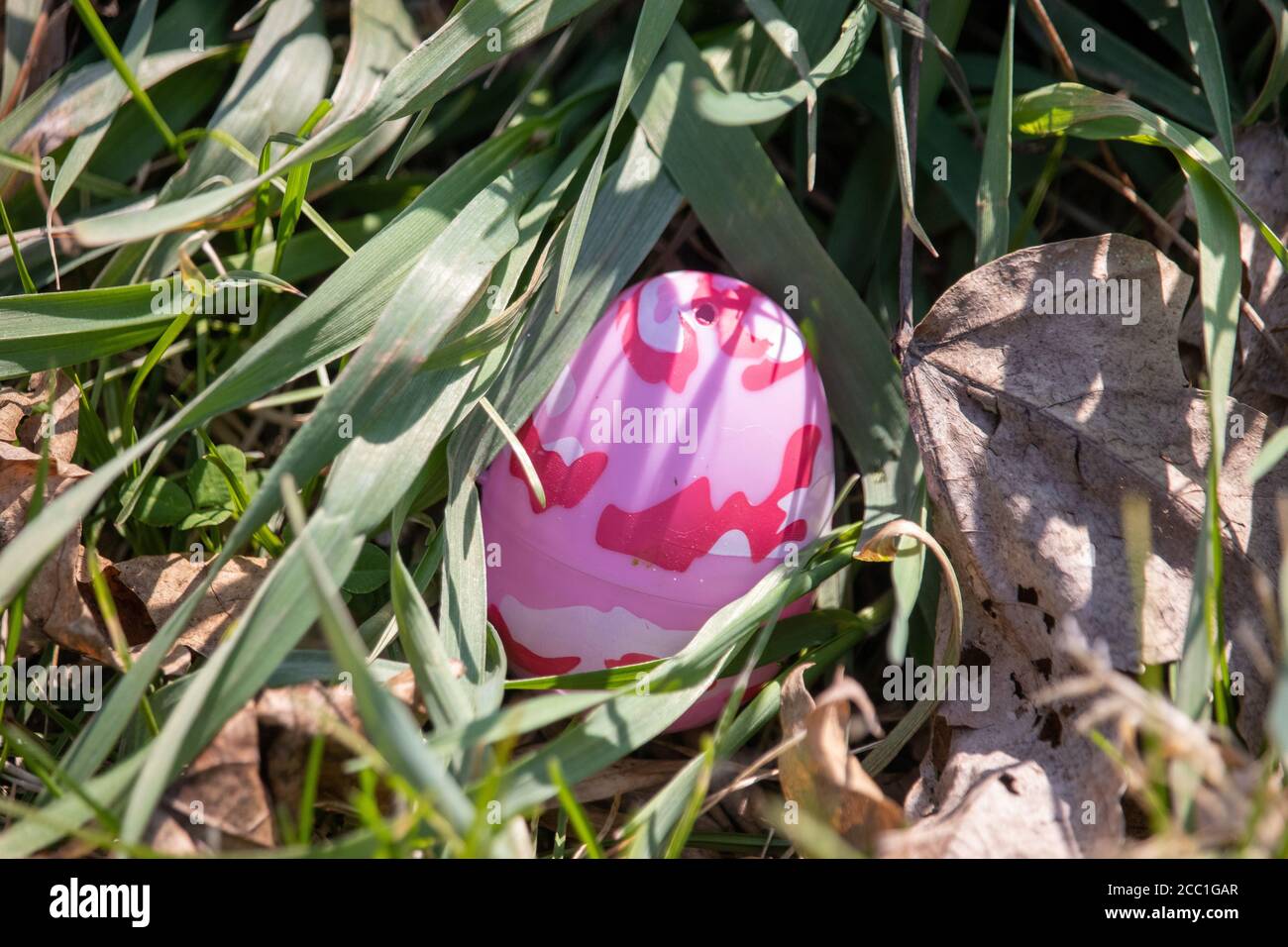 Bright pink camouflage Easter egg hidden in green grass and brown leaves . High quality photo Stock Photo