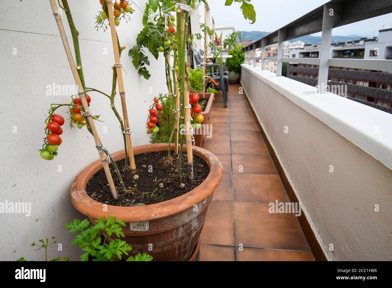 Growing tomatoes balcony hires stock photography and images Alamy