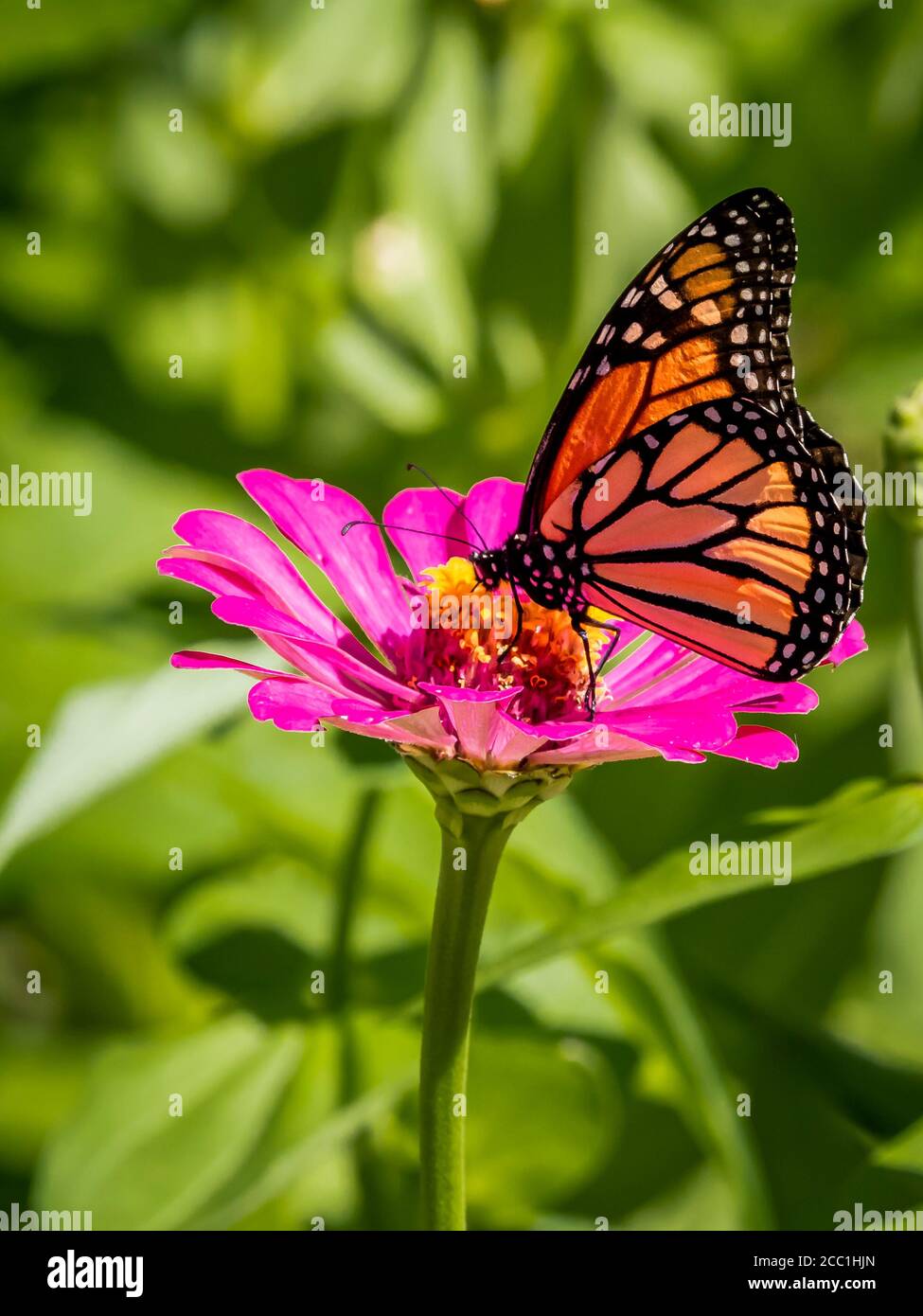 Close-up of a Monarch butterfly, Danaus plexippus, on a Zinnia flower ...