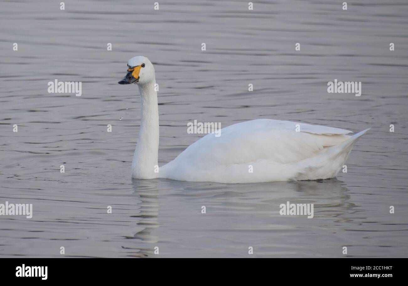 Bewick's Swan at Slimbridge WWT in the winter Stock Photo