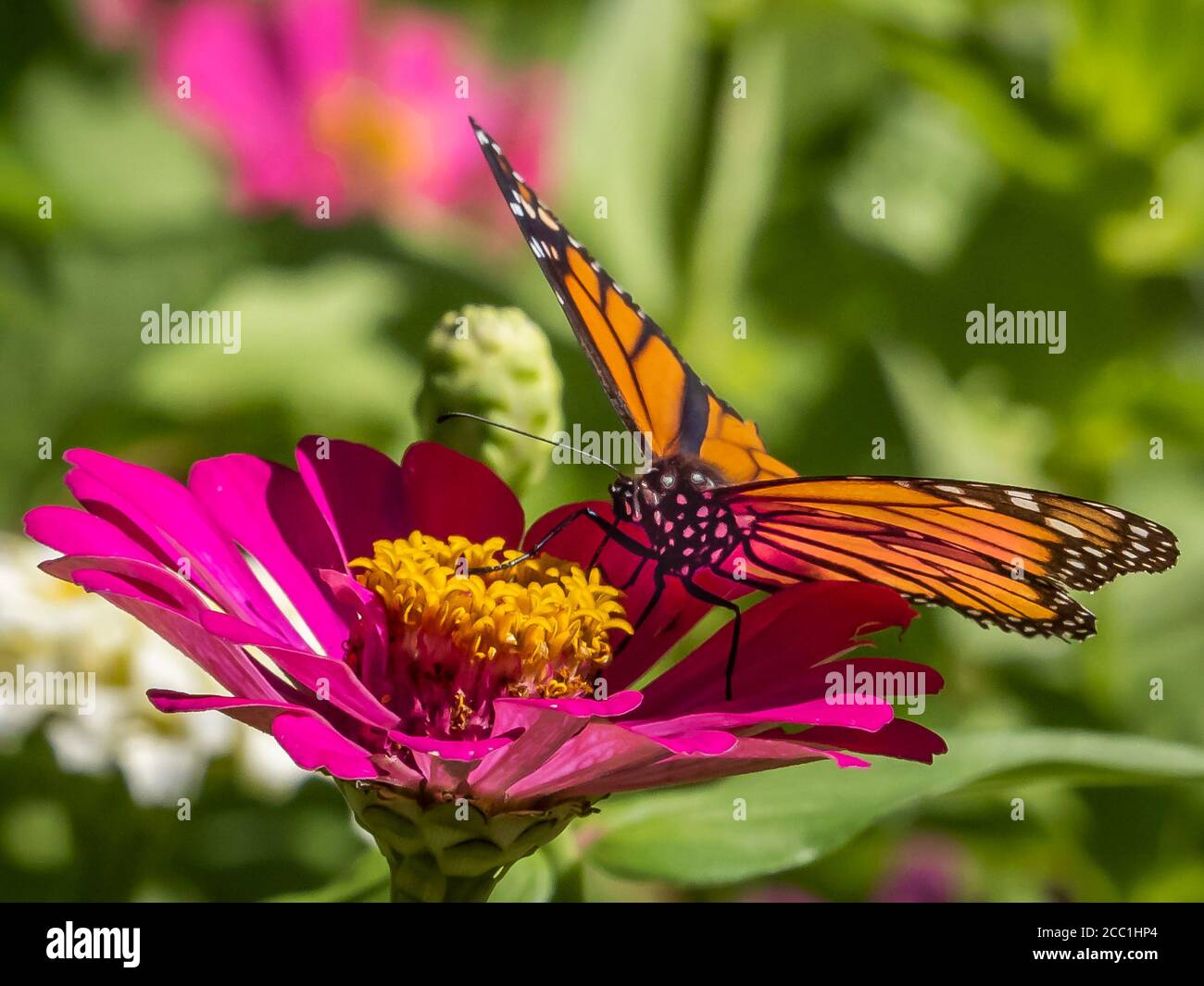 Close-up of a Monarch butterfly, Danaus plexippus, on a Zinnia flower Stock Photo