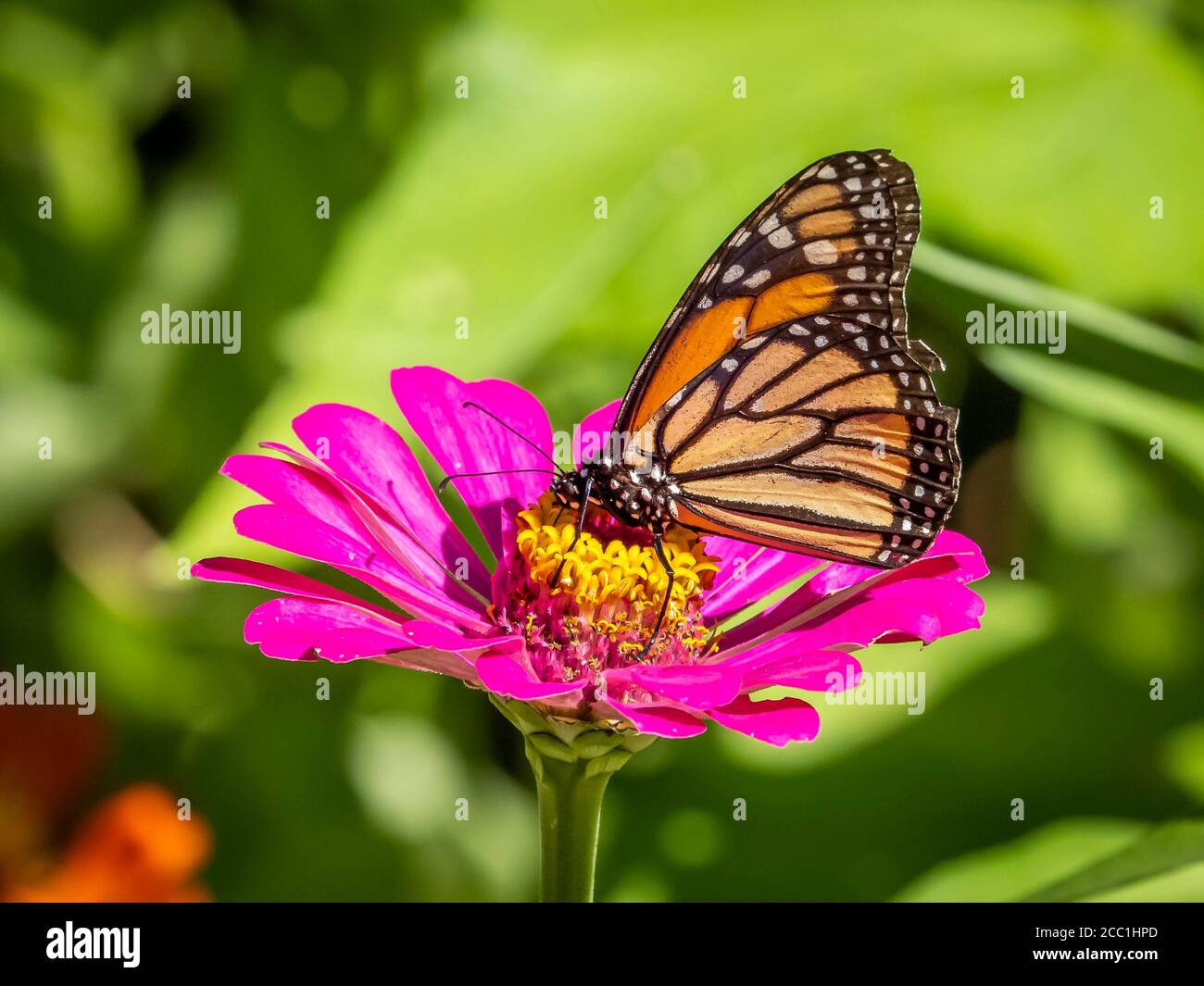 Close-up of a Monarch butterfly, Danaus plexippus, on a Zinnia flower Stock Photo