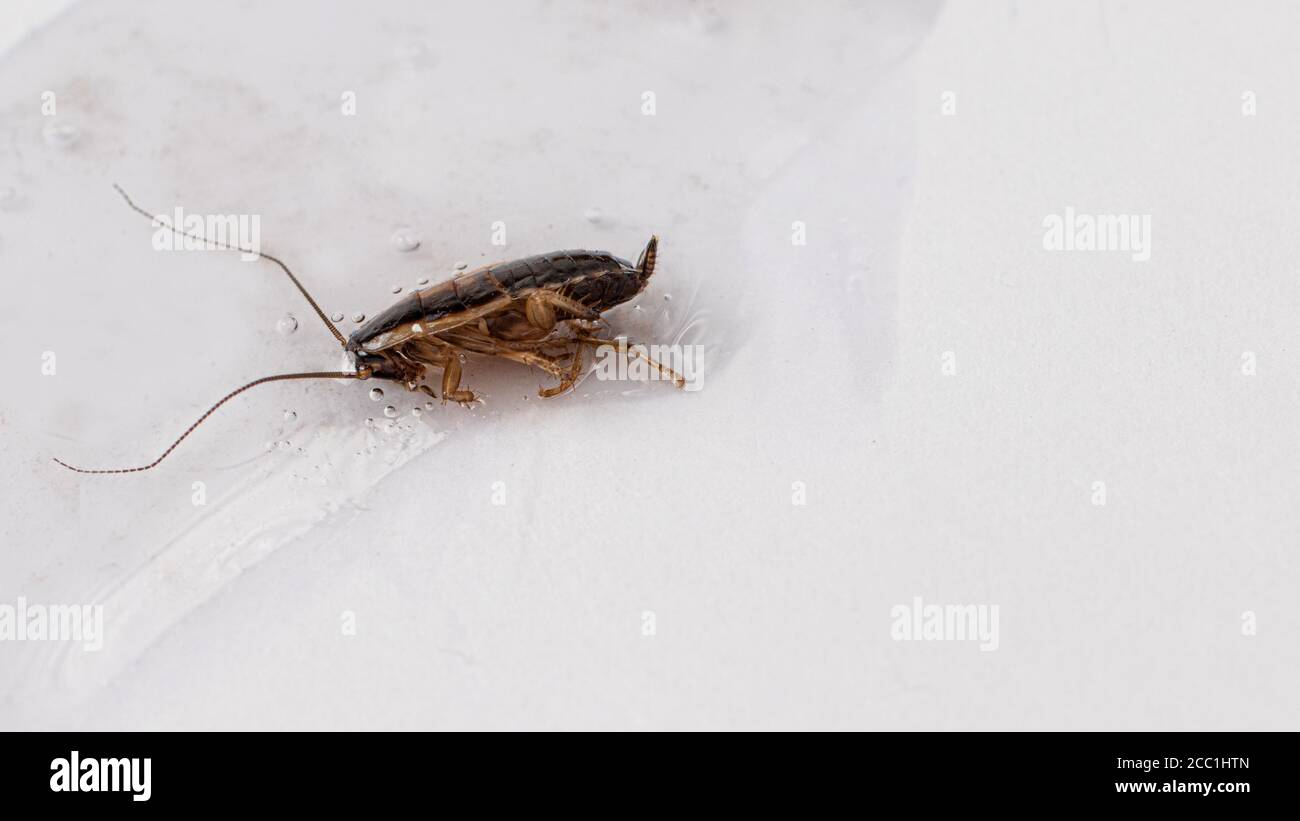 A glue trap for cockroaches Stock Photo Alamy