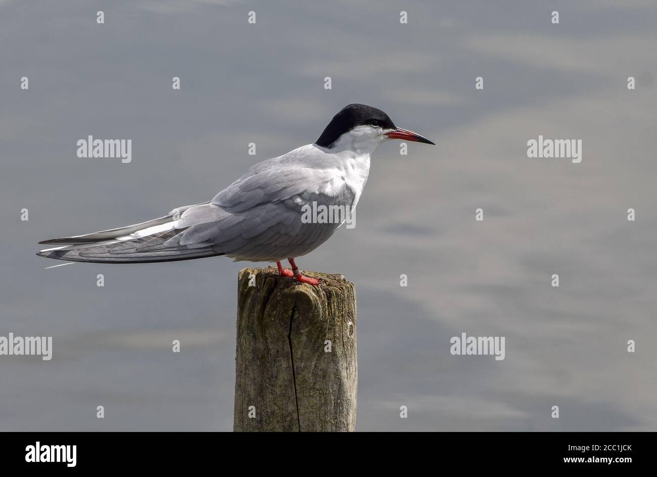 Common Tern at Pitsford Reservoir in Northamptonshire Stock Photo