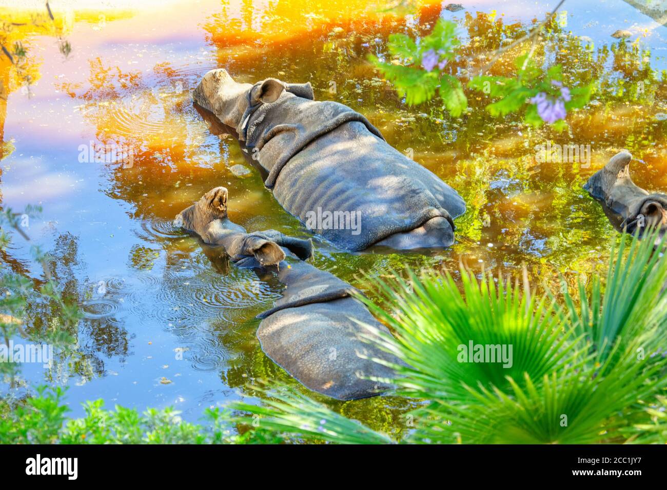 Sleeping rhinos hires stock photography and images Alamy