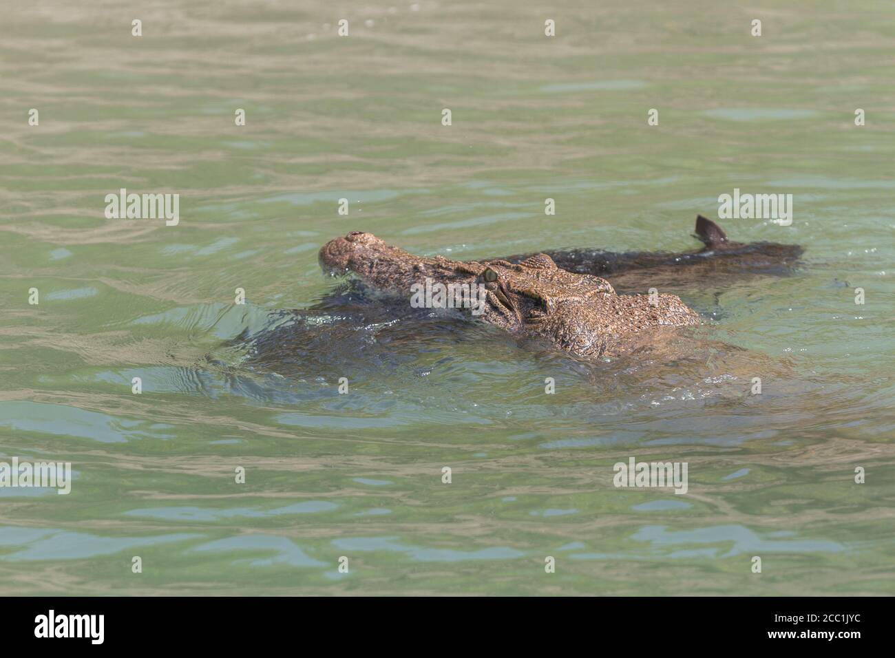 https://c8.alamy.com/comp/2CC1JYC/salt-water-crocodile-swimming-with-a-wild-boar-kill-in-its-mouth-sundarban-national-park-west-bengal-india-2CC1JYC.jpg