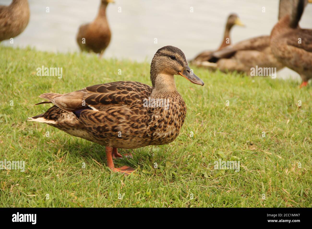 Brown ducks walking on the grass on the shore of the oxbow lake in the city of Panevezys Stock Photo