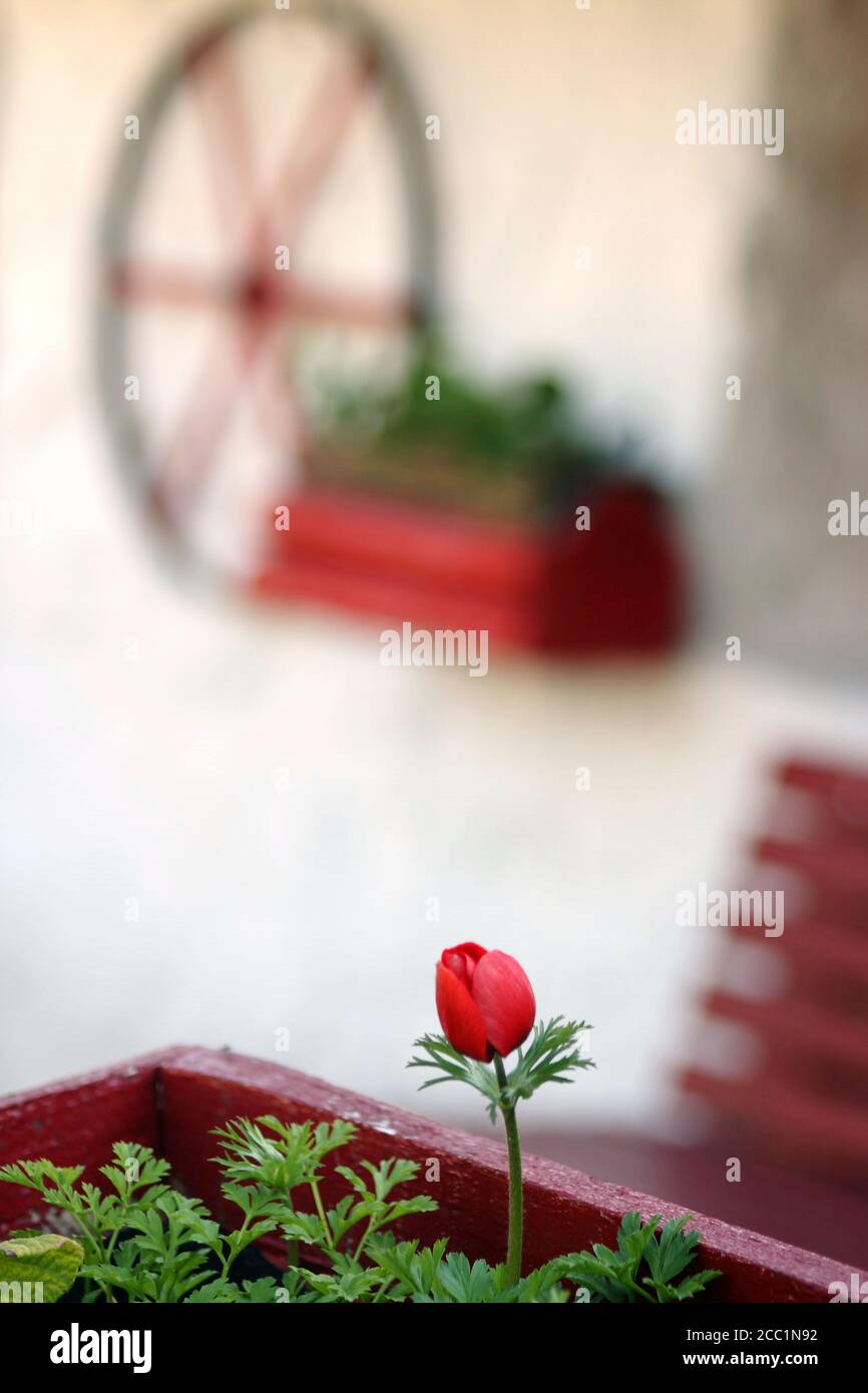 Irish cottage closeup, cottage furniture painted in red, red anemone planted in red pot, old cart wheel decorating the wall, DOF Stock Photo