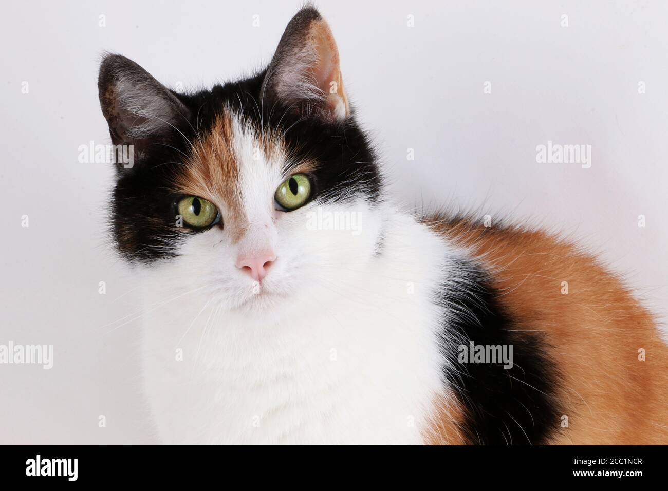 Isolated closeup shot of a Calico cat's face Stock Photo - Alamy