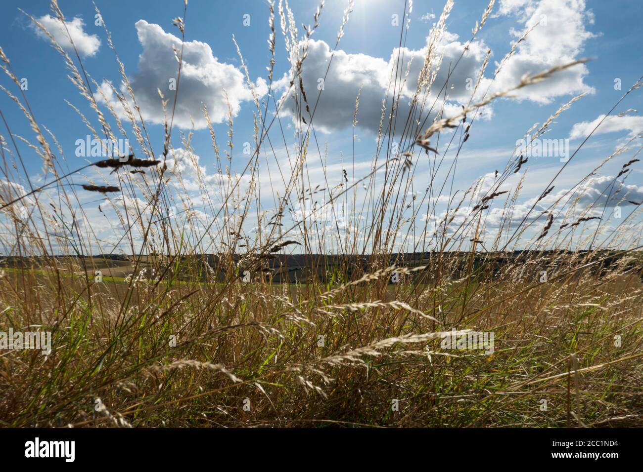 View through long grass to landscape and clouds Stock Photo