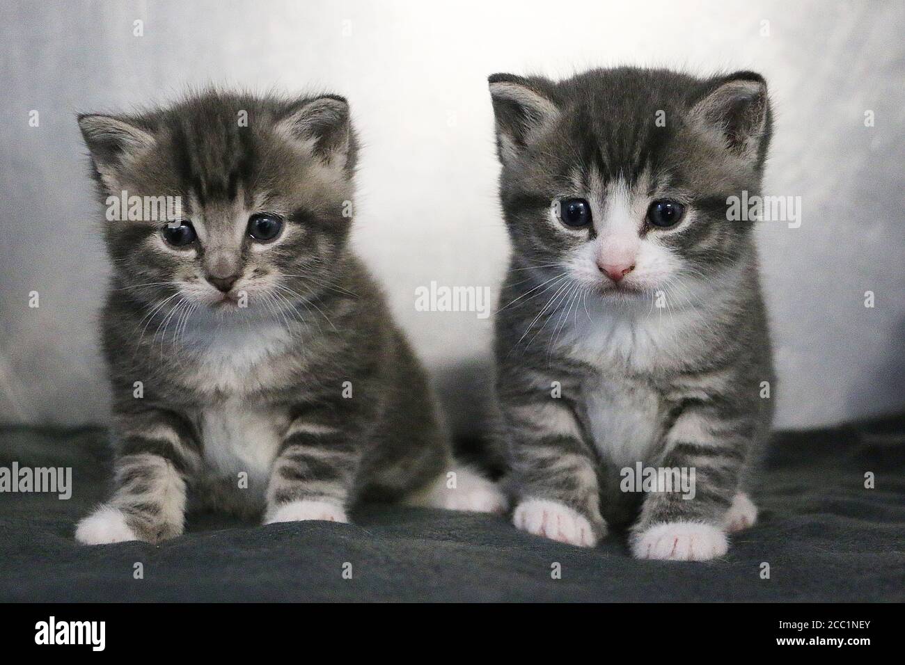 Two tabby white kittens hi-res stock photography and images - Alamy