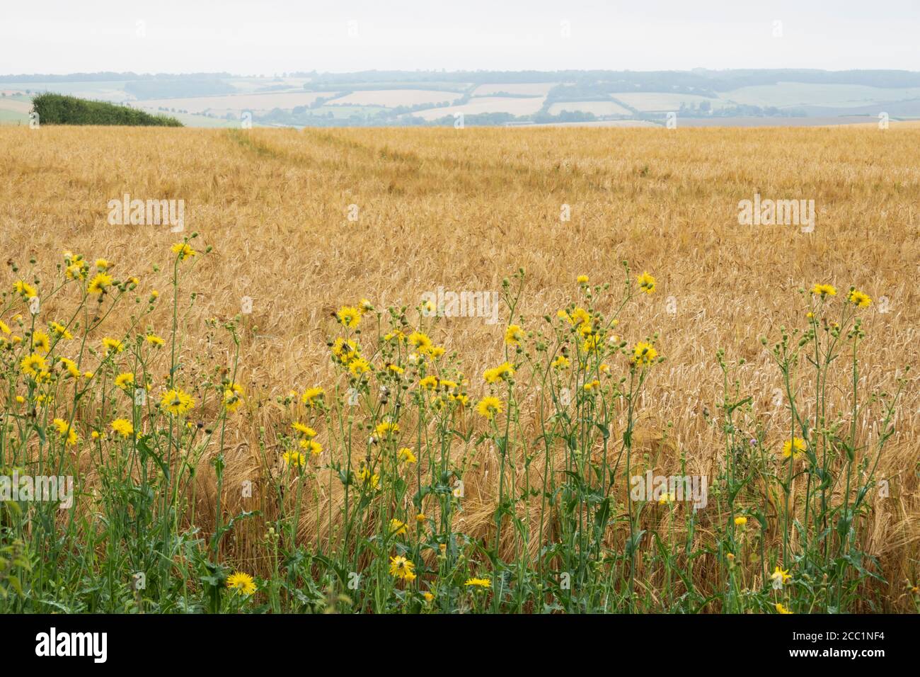 Ragwort growing on side of Barley field, East Garston, West Berkshire, England, United Kingdom, Europe Stock Photo