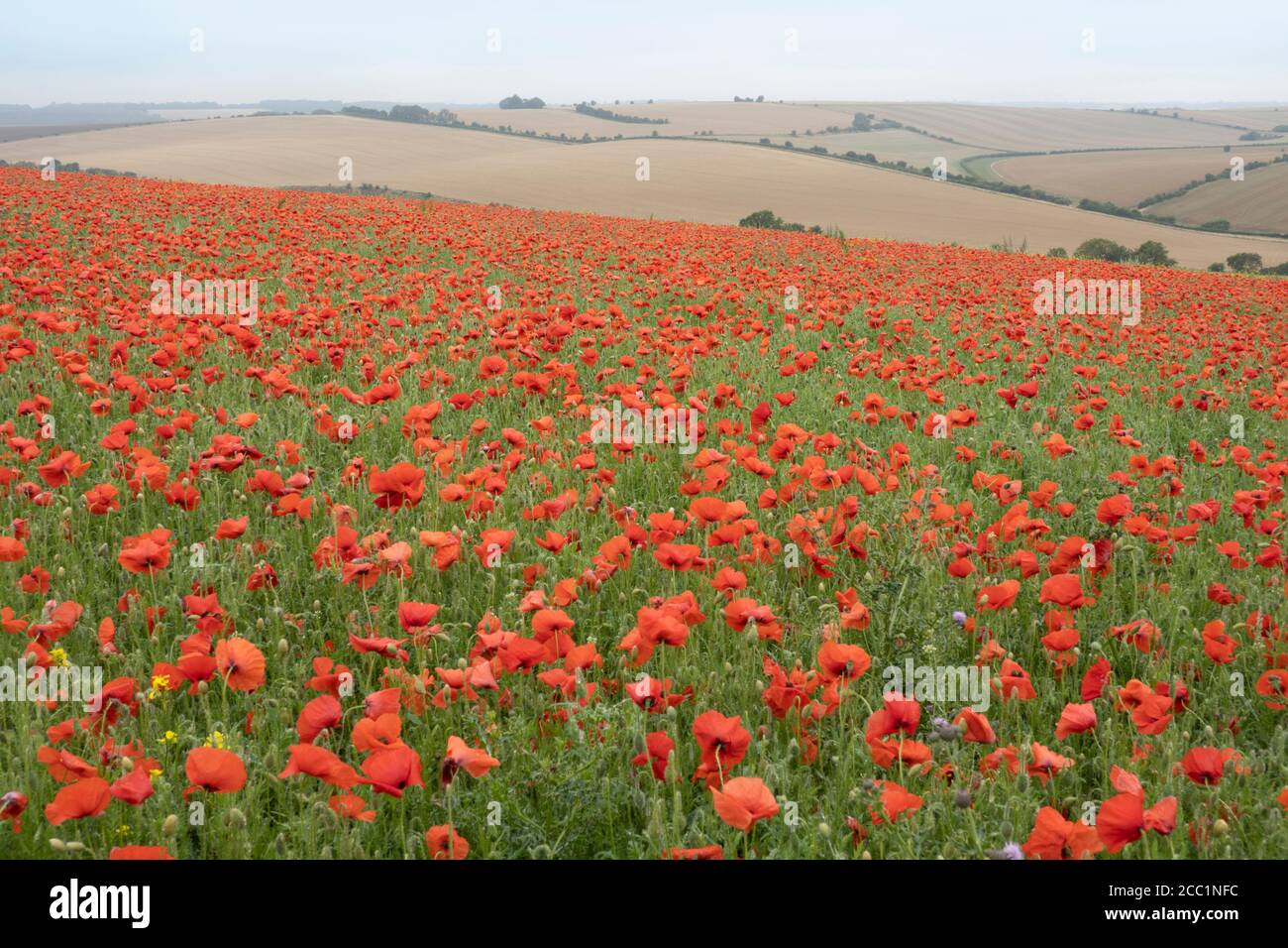 Mass of red poppies growing in field, East Garston, West Berkshire, England, United Kingdom, Europe Stock Photo
