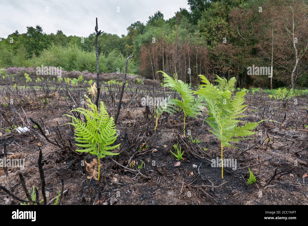 Green shoots of bracken re-growing after fire destroyed habitat, Snelsmore Common, Newbury, West Berkshire, England, United Kingdom, Europe Stock Photo