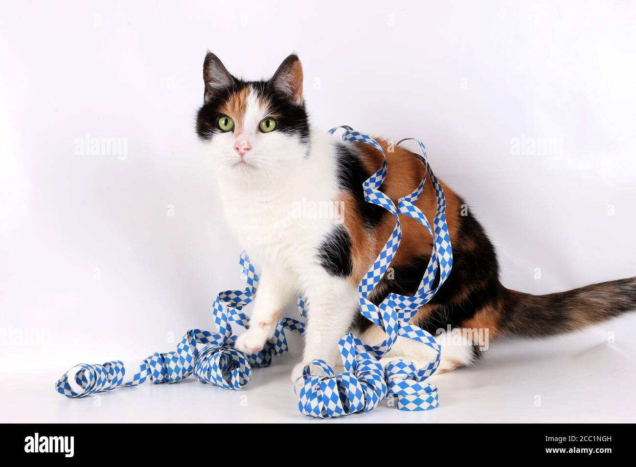 Isolated closeup shot of a calico cat with a colorful ribbon Stock ...