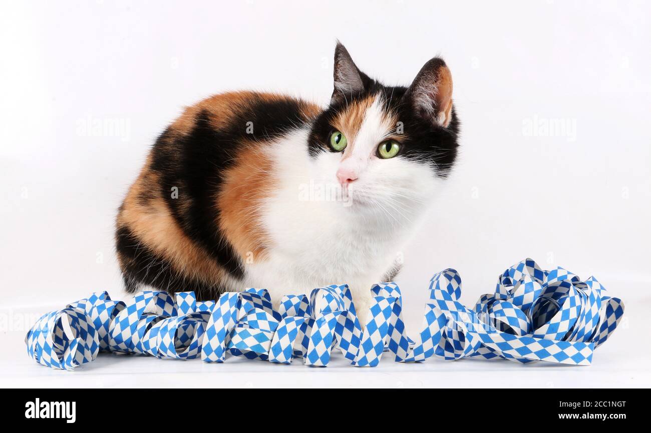 Isolated closeup shot of a calico cat with a colorful ribbon Stock ...