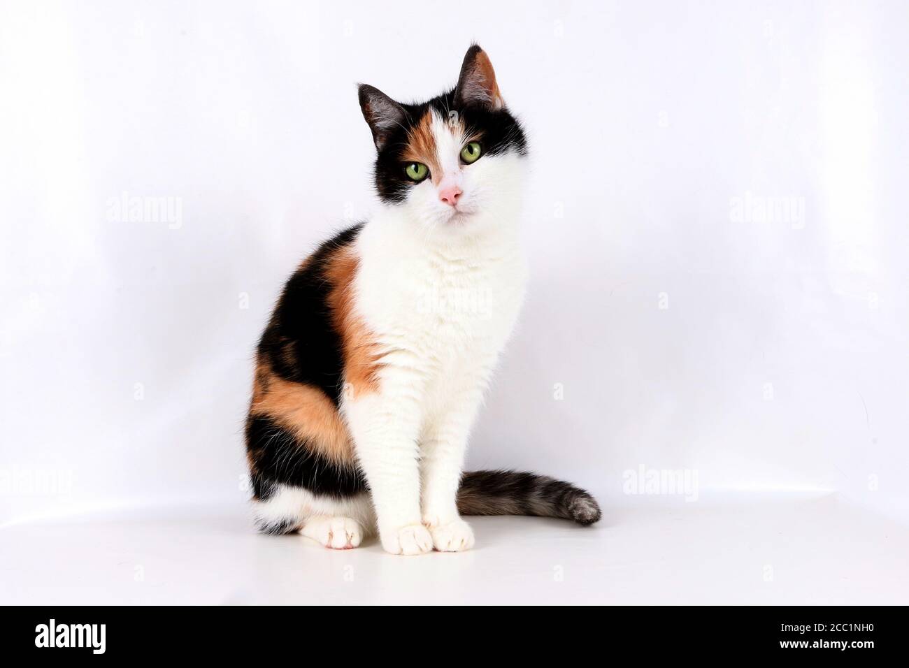 Isolated closeup shot of a calico cat Stock Photo - Alamy