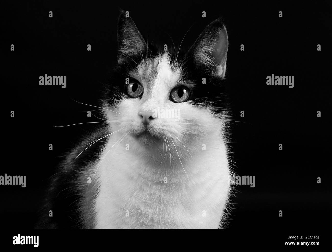 Isolated grayscale closeup shot of a calico cat's face Stock Photo