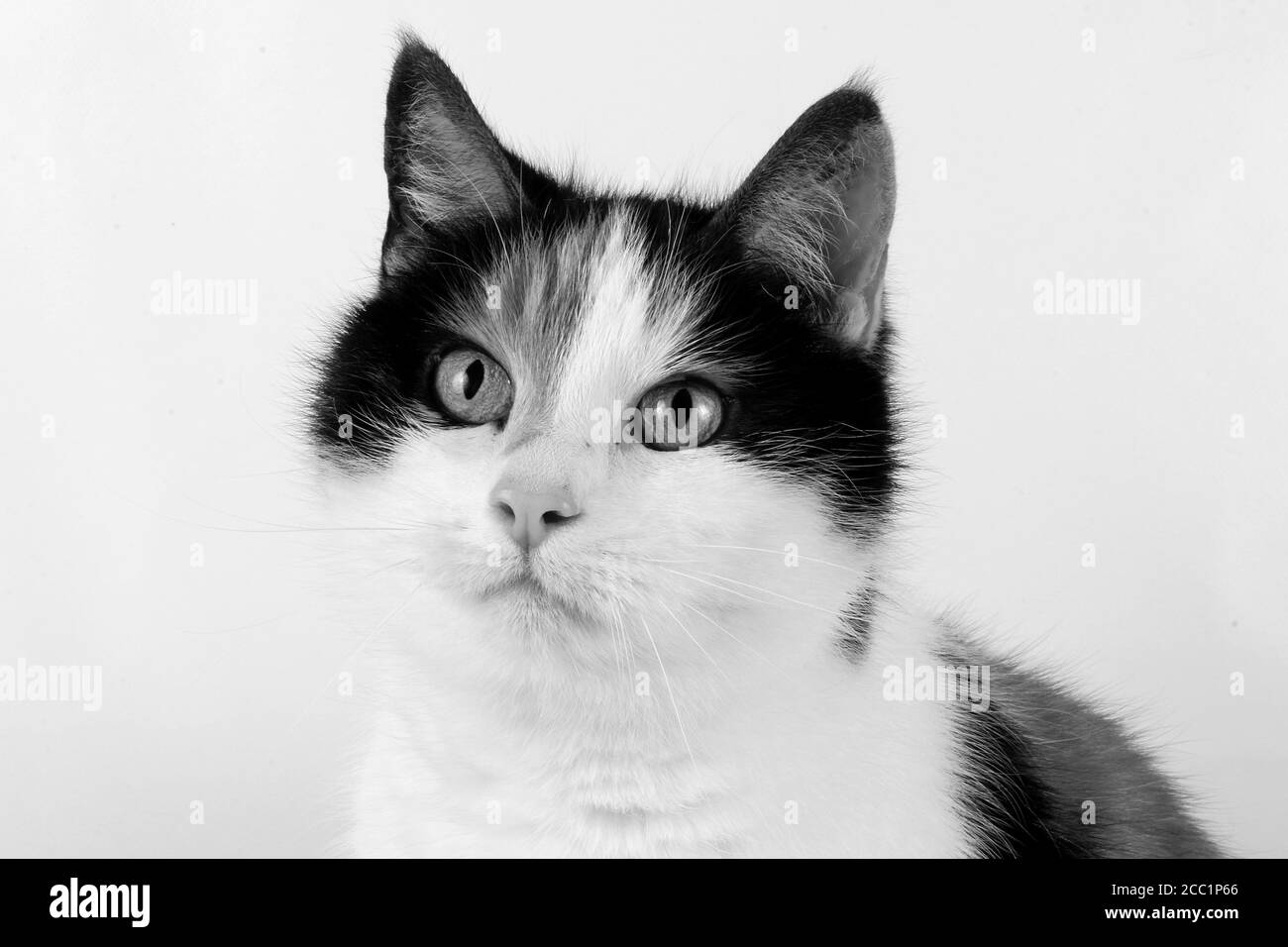 Isolated grayscale closeup shot of a calico cat's face Stock Photo