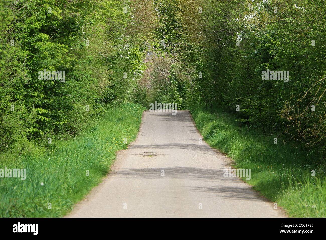 Beautiful pathway through the green forest Stock Photo - Alamy