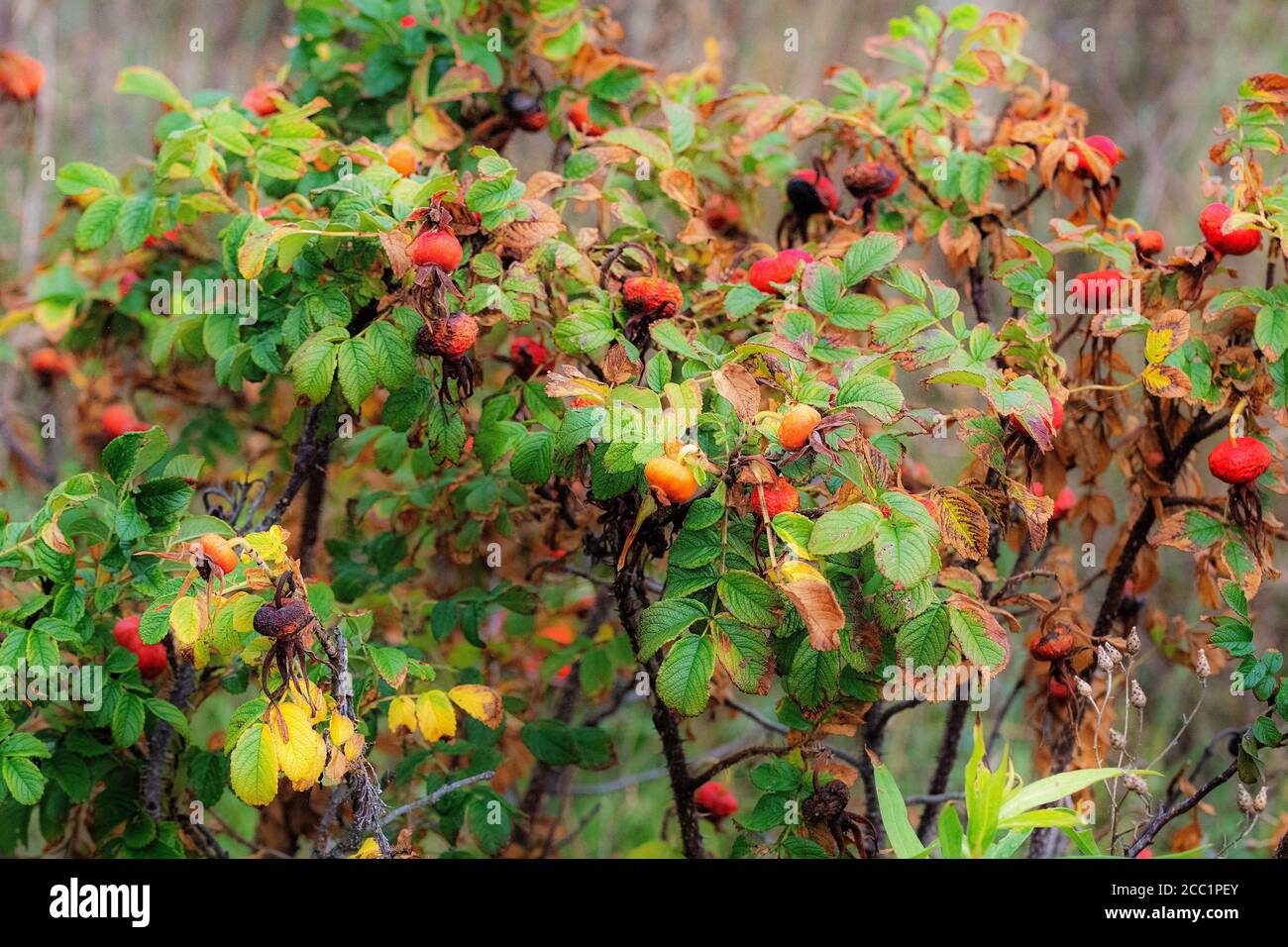 Rosa Ragusa or beach rose, rose hips in mid August Stock Photo - Alamy