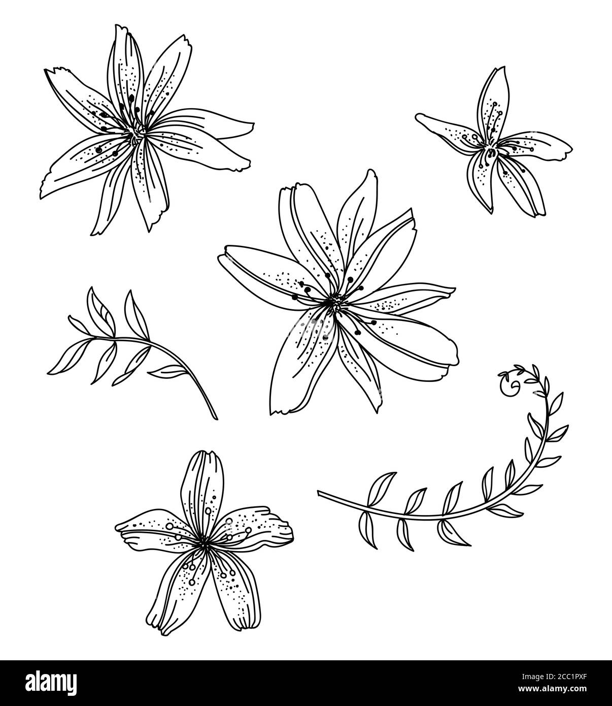 Lily vector vectors hires stock photography and images Alamy