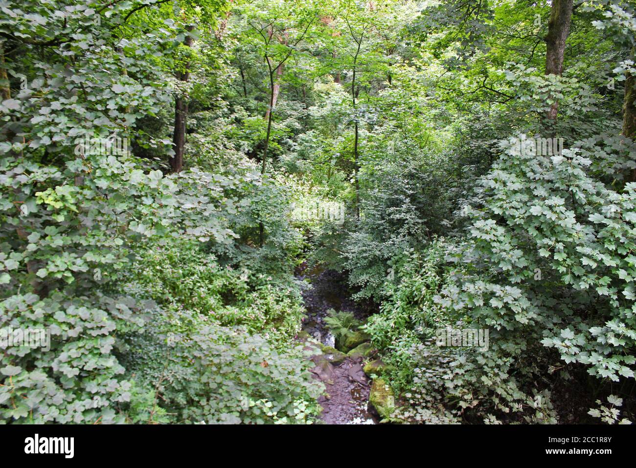 Stream running through an old growth forest in Smithills, England Stock Photo