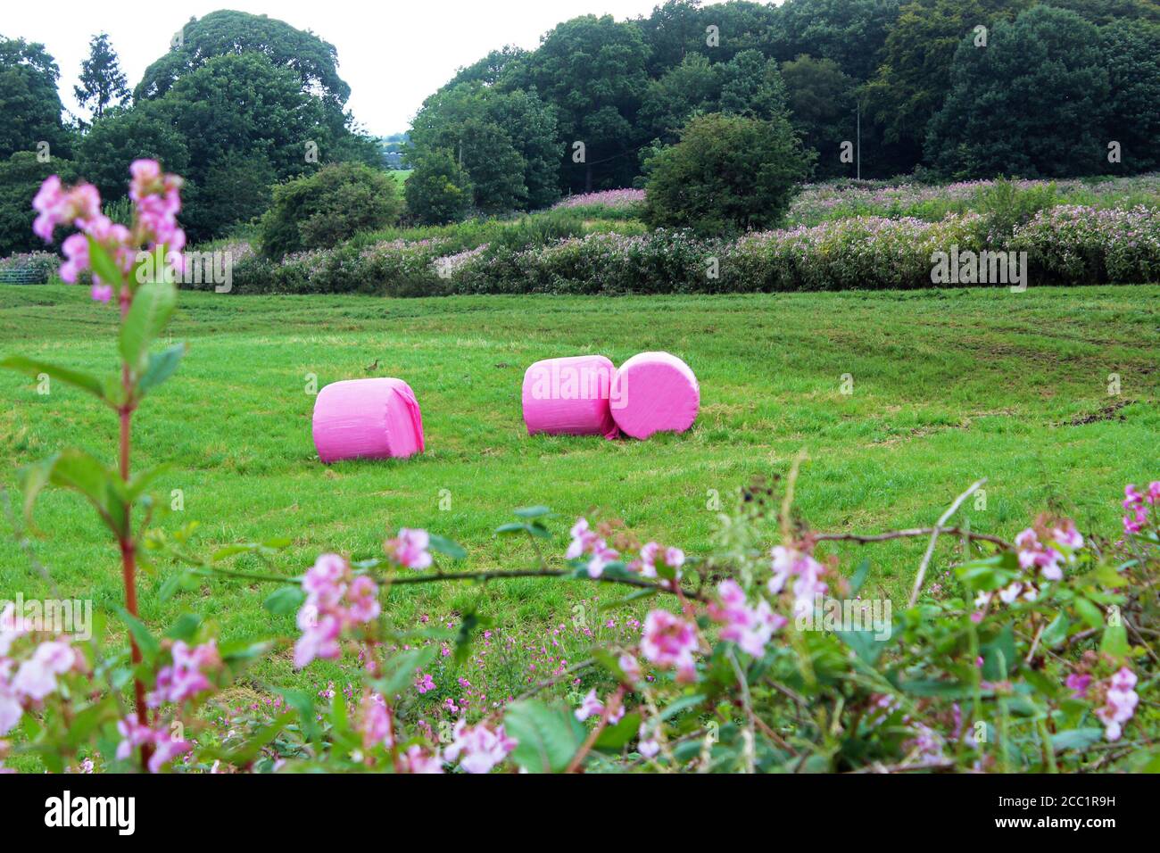 Pink wrapped hay bales in Dean gate farm's field behind pink wild flowers on Winter hill, England Stock Photo
