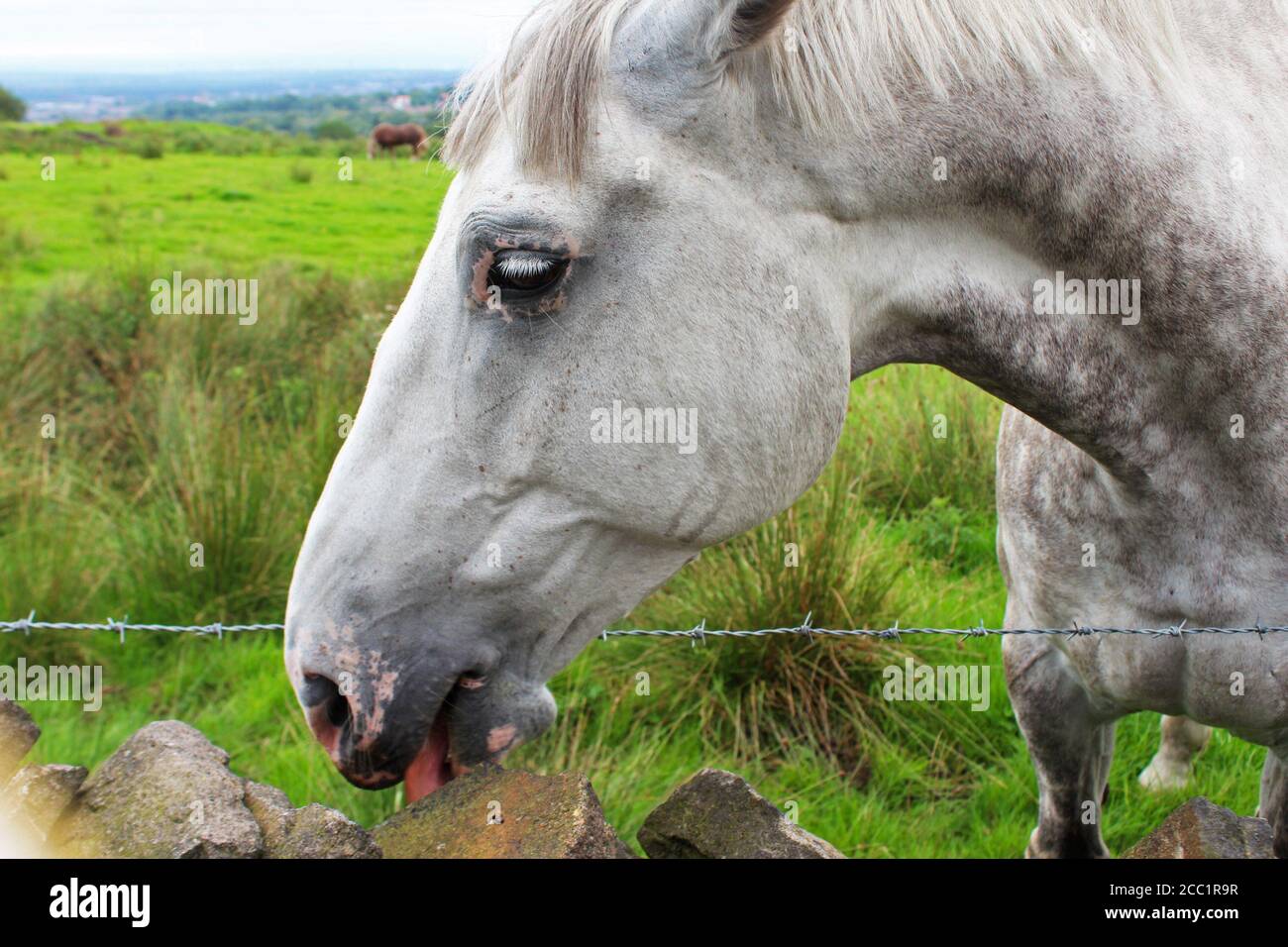 Close up of face and neck of a Dapple Gray horse, with pink skin around mouth and eyes, licking a rock on Winter Hill, England Stock Photo