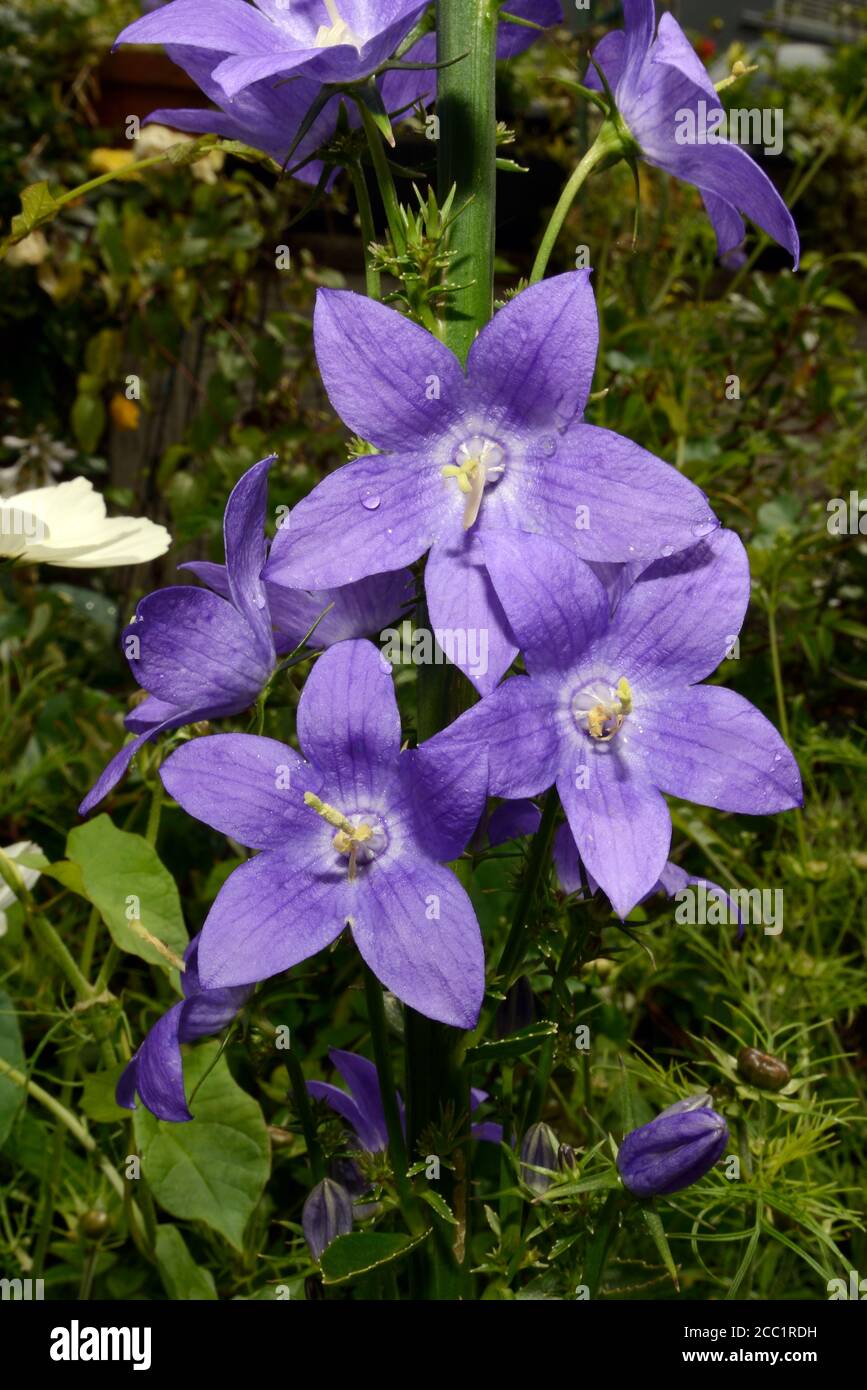 Campanula pyramidalis (chimney bellflower) is native to southeastern Europe (Italy) and the western Balkans. Stock Photo