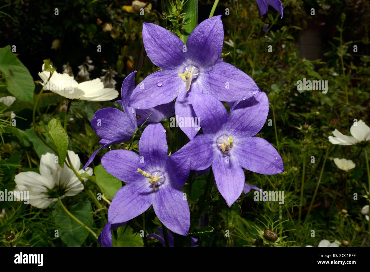 Campanula pyramidalis (chimney bellflower) is native to southeastern Europe (Italy) and the western Balkans. Stock Photo