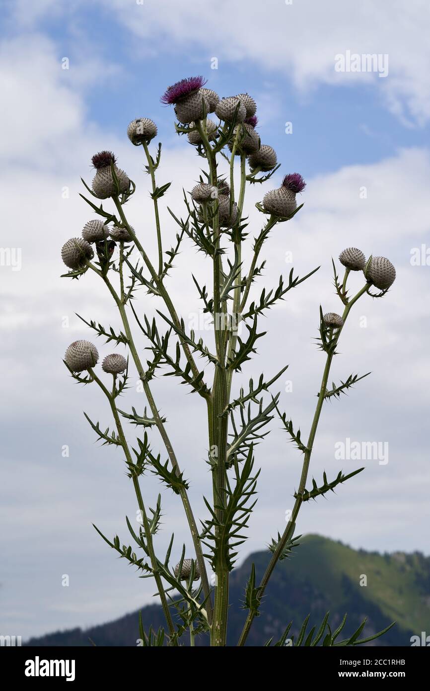 Uncommon plant Cirsium eriophorum in the mountain. Known as Woolly Thistle. Huge plant growing in the mountains, hill in background. Stock Photo