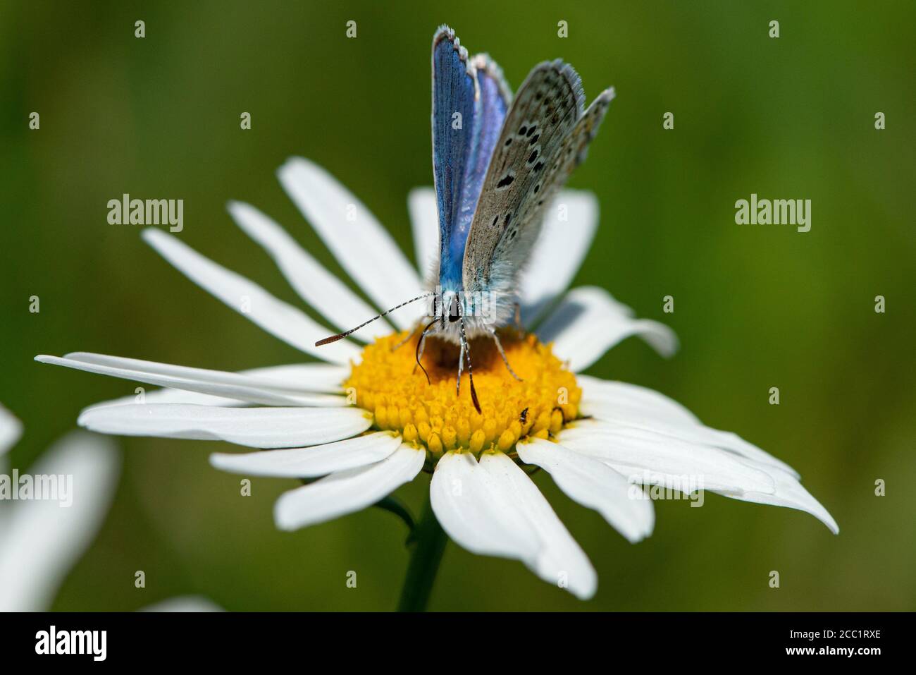 A blue butterfly sitting on a flower. // Ein Schmetterling (Bläuling) sitzt auf einer Blüte. Stock Photo