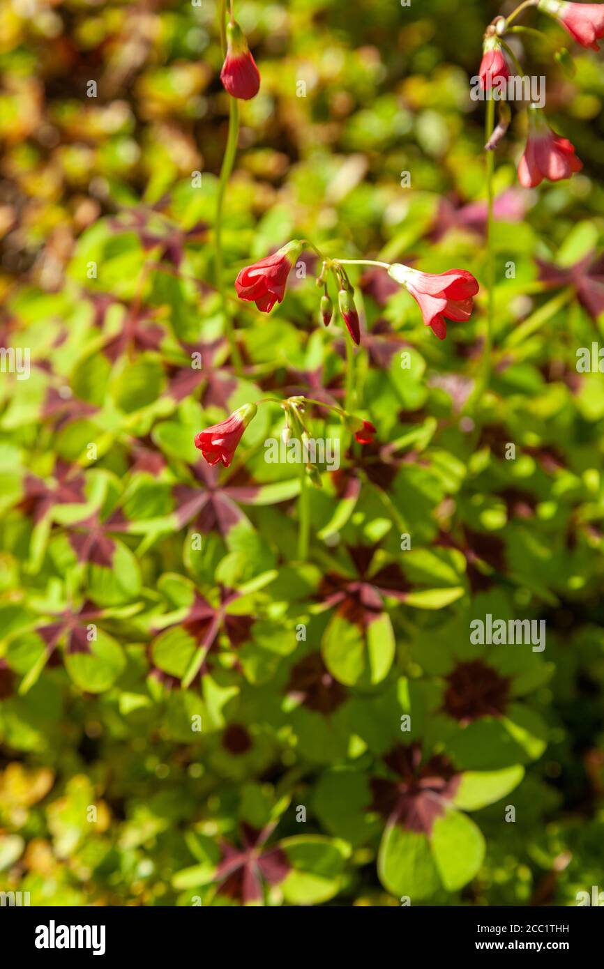 Oxalis tetraphylla 'Iron Cross' (Good Luck Plant Stock Photo Alamy