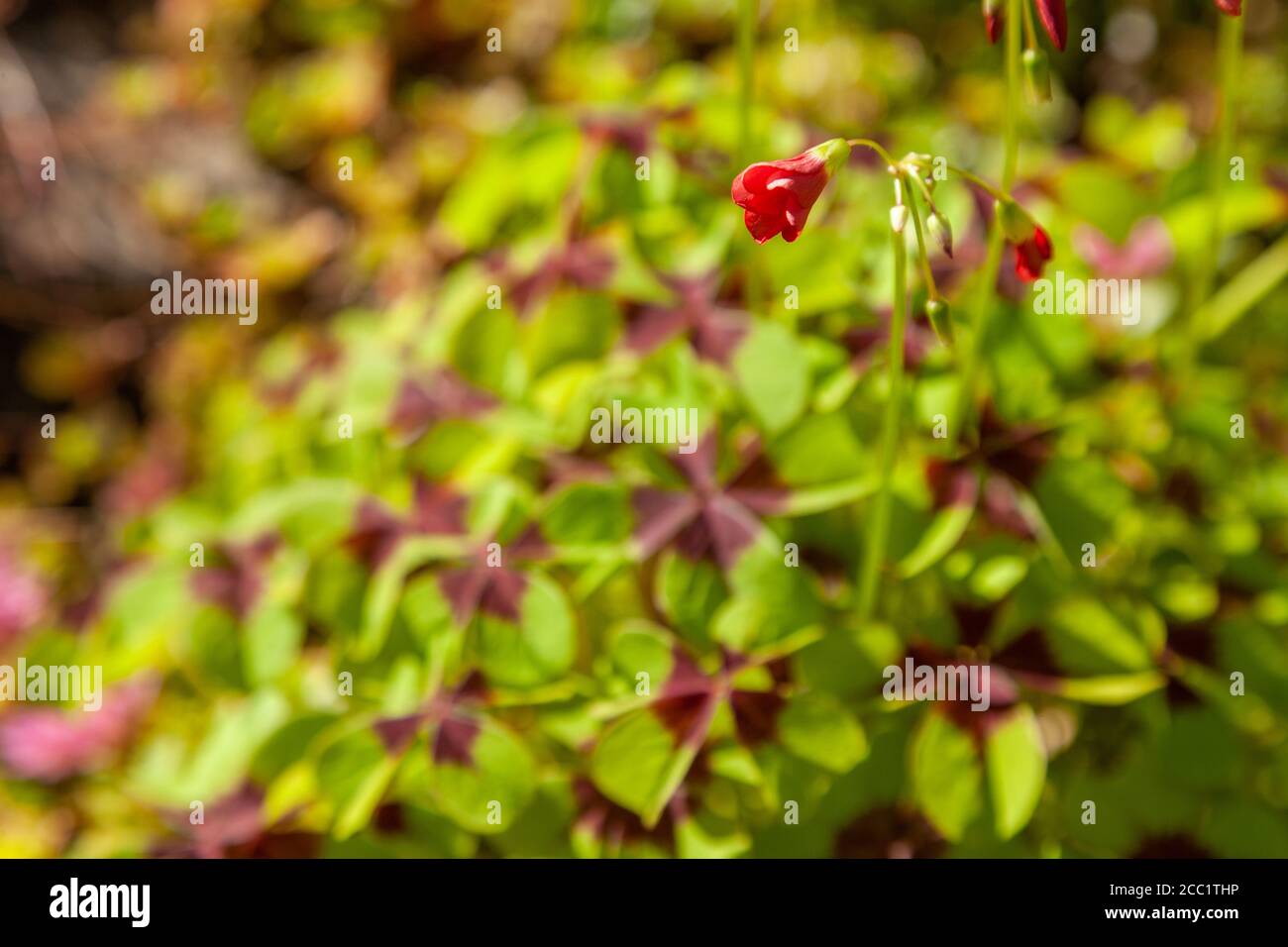 Oxalis tetraphylla 'Iron Cross' (Good Luck Plant Stock Photo Alamy