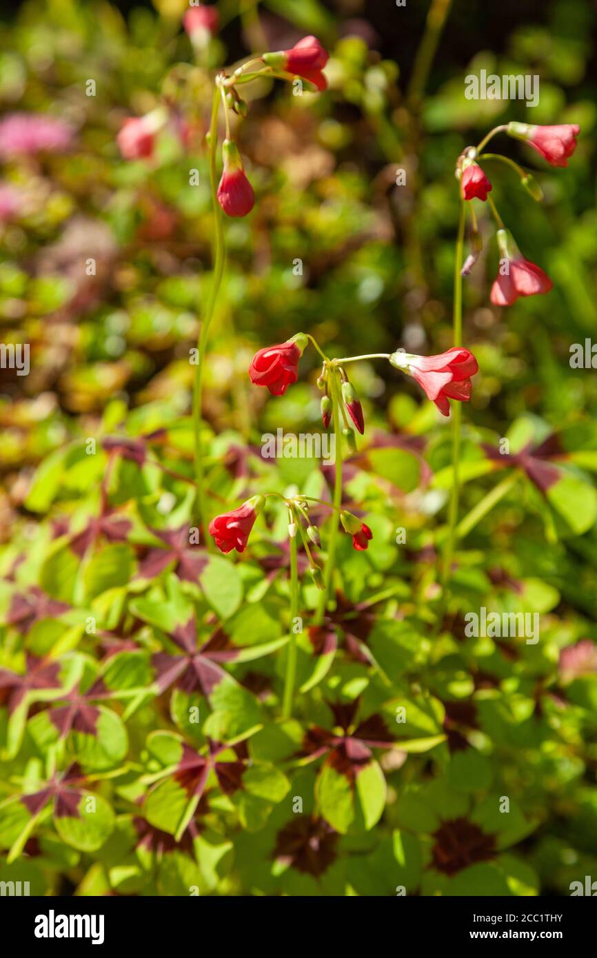 Oxalis tetraphylla 'Iron Cross' (Good Luck Plant Stock Photo Alamy