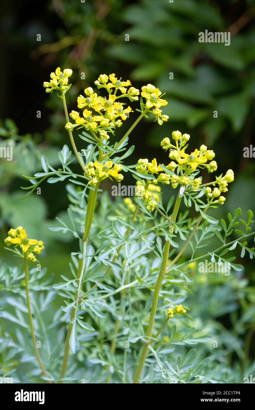 Smelly plant hi-res stock photography and images - Alamy